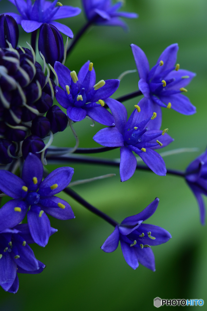 魅力的な花