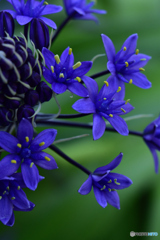 魅力的な花
