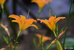 野萱草