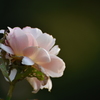 葉はボロボロでも花は･･･