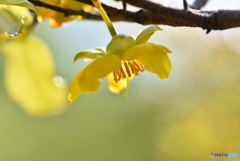 花　春