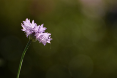 Cornflower