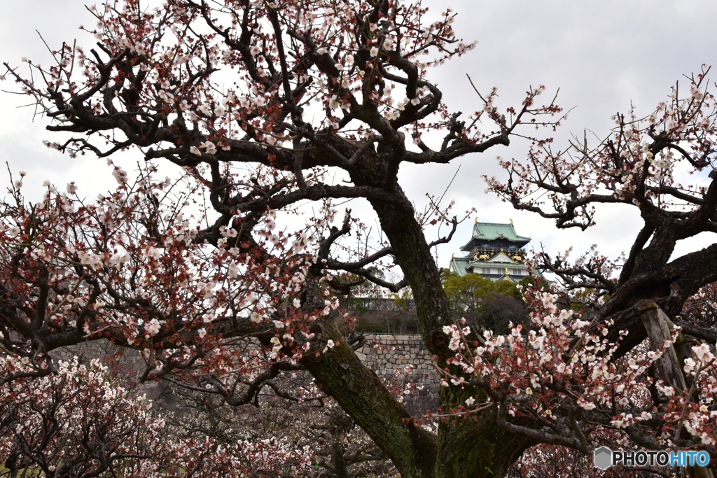 城梅