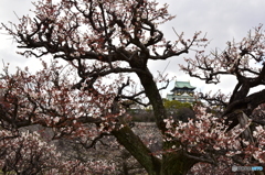 城梅