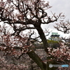 城梅