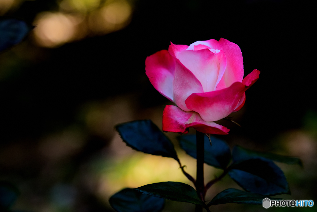 一本の薔薇・愛しくて