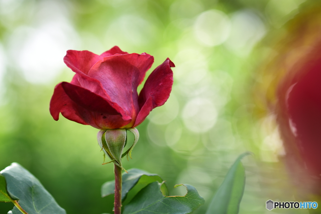 薔薇　ブラックティー