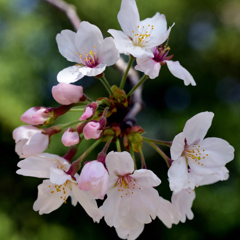 花火