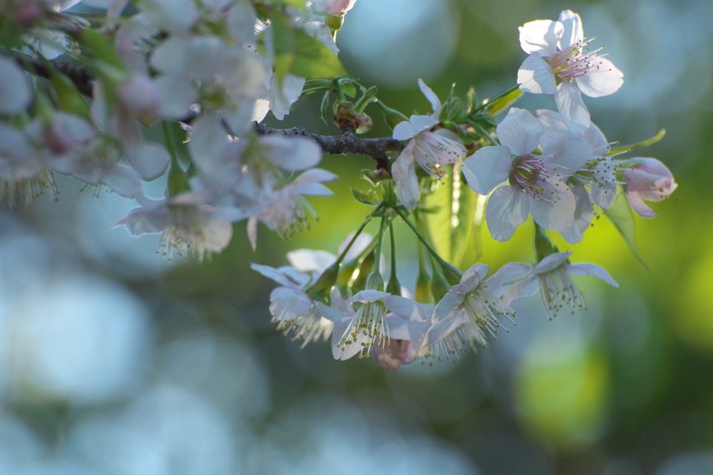 ヒマラヤ桜