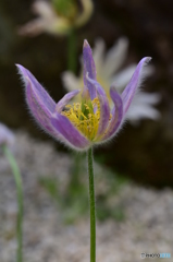 Anemone patens