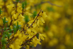 幸せの黄色い・・・花