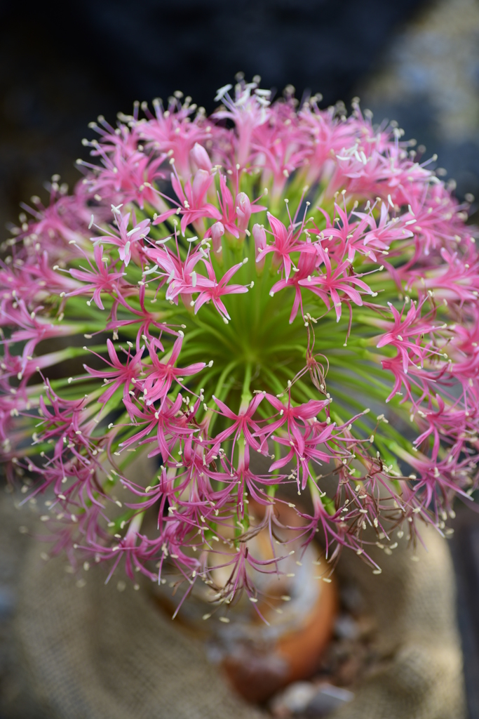 花の数
