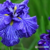 花菖蒲
