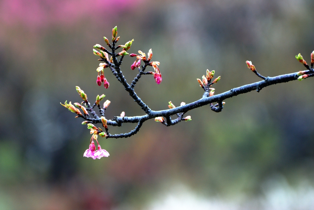 桜はまだかいな