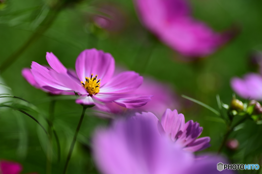秋桜