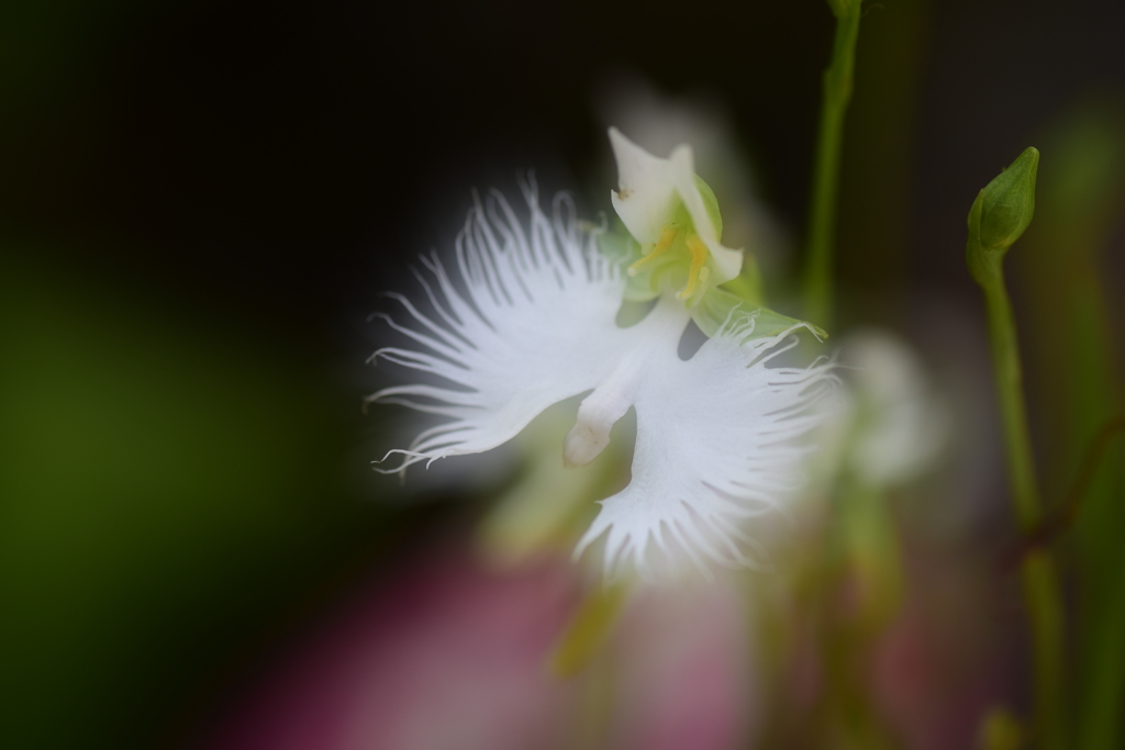 心の中に飛んで行きます
