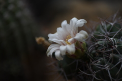 サボテンの花 2