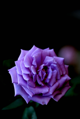 薔薇