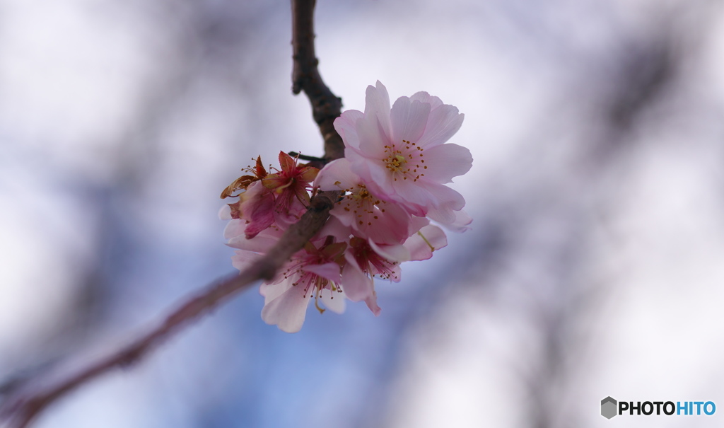 冬桜 2