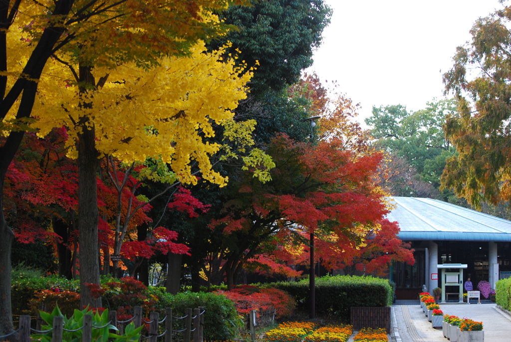 よく行く公園　紅葉