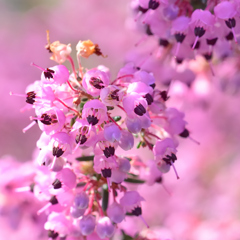 エリカの花