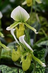 リーゼント兄ちゃんと玉葱頭 パート２