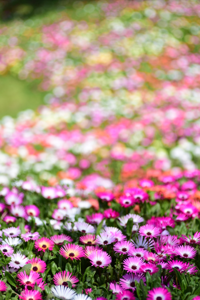 花は続くよ