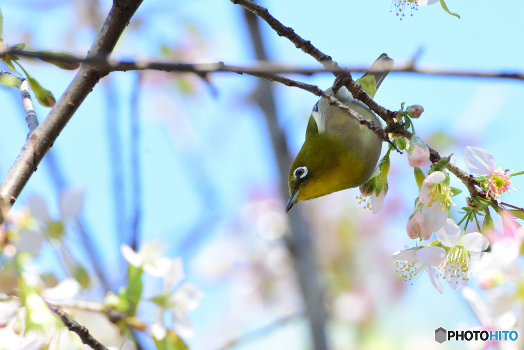 目白とヒマラヤ桜