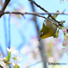 目白とヒマラヤ桜