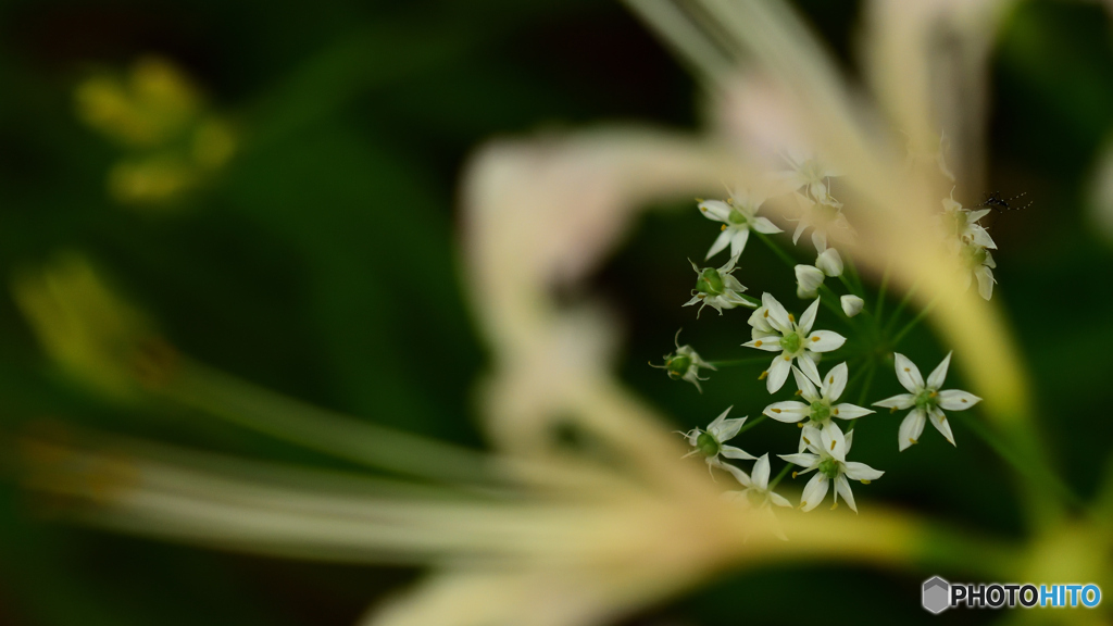 ニラの花
