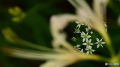 ニラの花