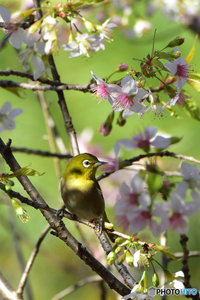 ヒマラヤ桜にメジロ