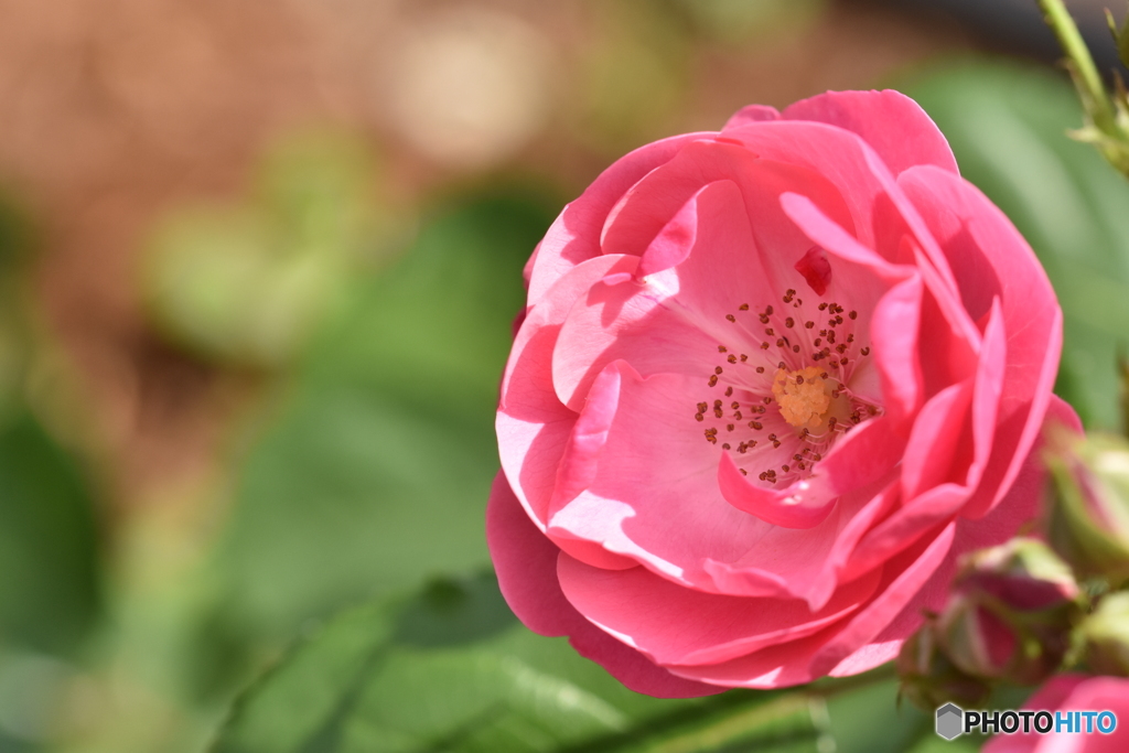 薔薇一輪