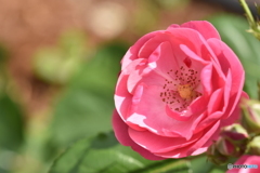 薔薇一輪