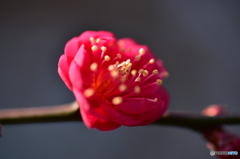 一輪 紅梅
