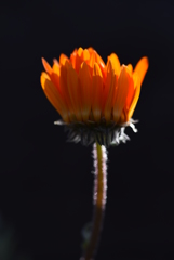 一輪の花