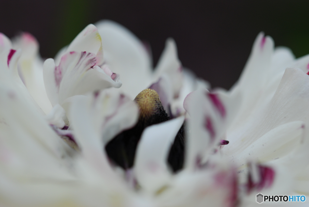 Anemone