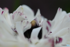 Anemone