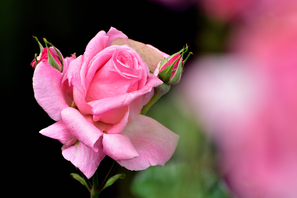 春薔薇