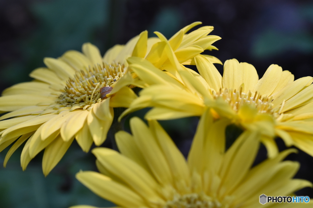 幸せの黄色い花