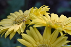 幸せの黄色い花