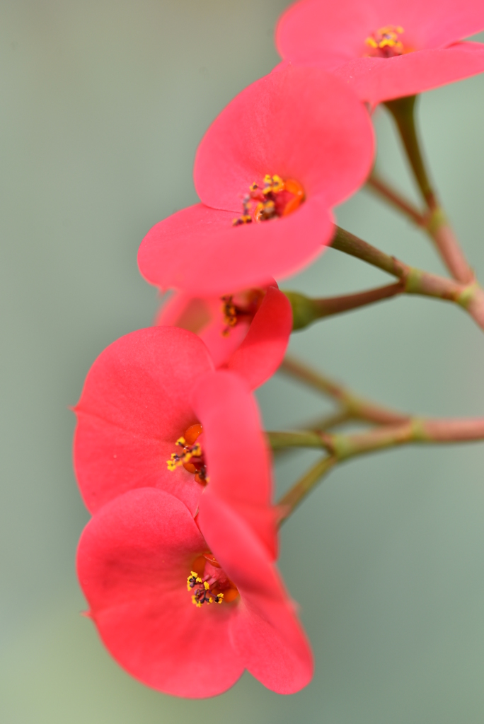 花麒麟