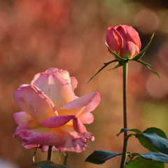 薔薇