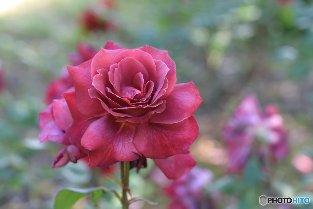 春の薔薇