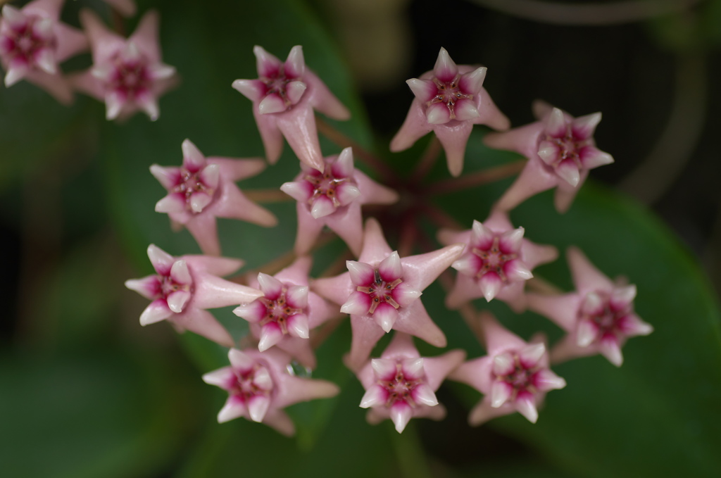 星花のステージ
