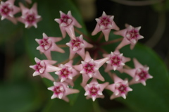 星花のステージ