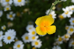 私、目立っていますか？