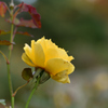 秋薔薇２