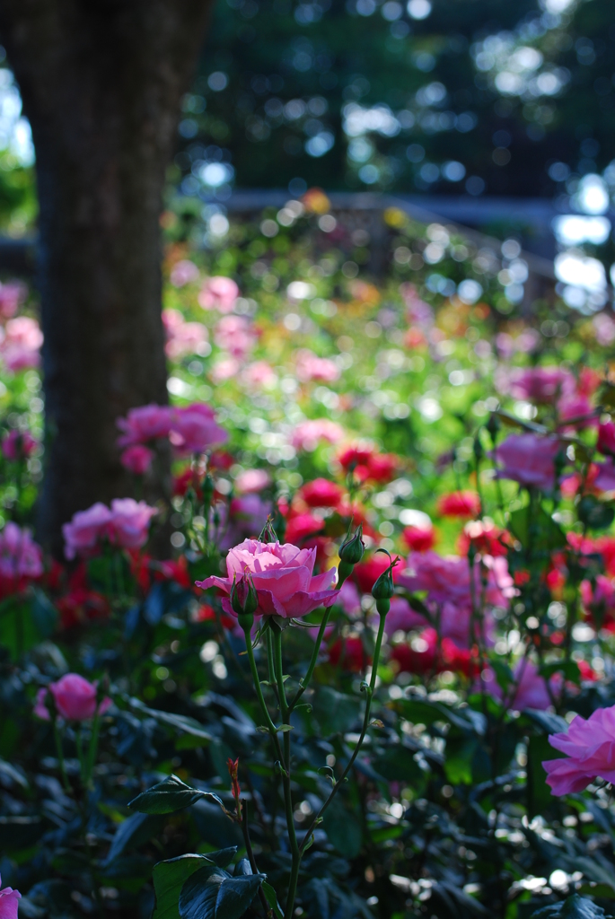 荒牧バラ公園Ⅱ-10