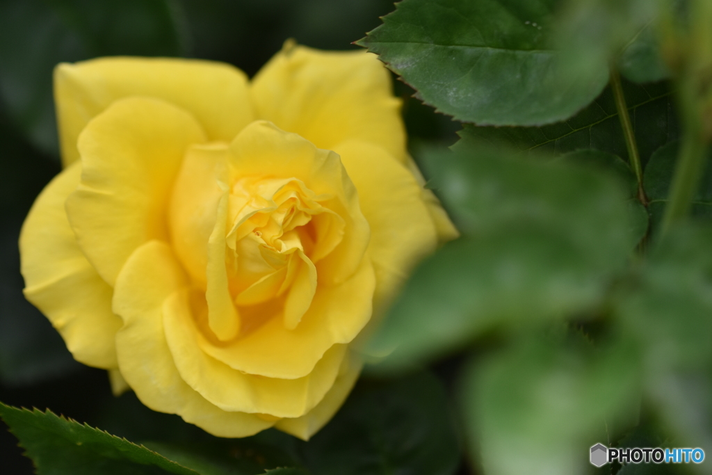薔薇